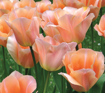 Apricot Beauty Tulip