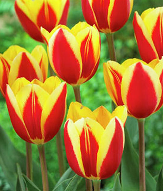 Hot Honey Rag Tulip Mass Plantmg